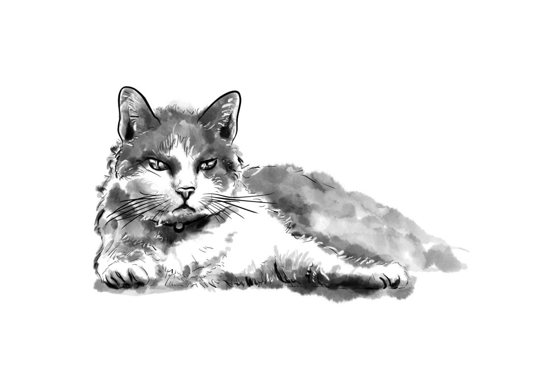 Nikas Erben: Briefe aus dem Sturm - Ein Katzenmittwoch